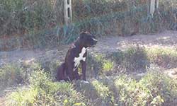 rustic cane corso